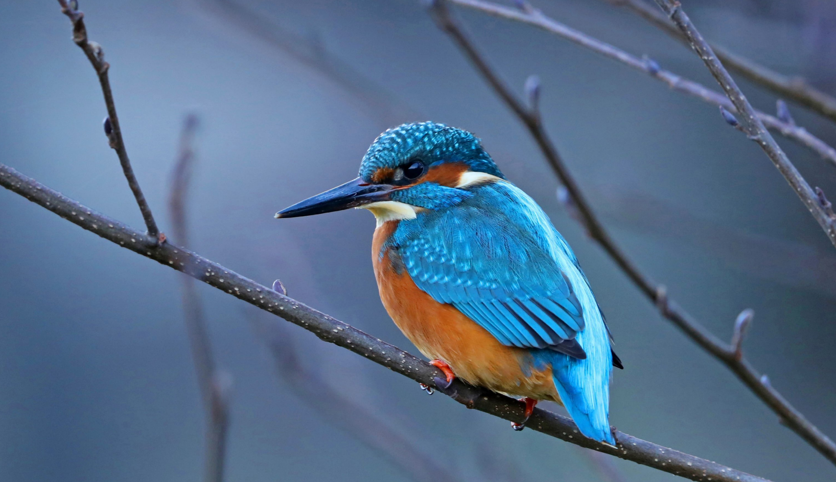 Category